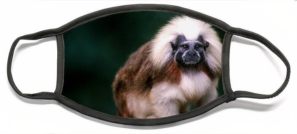 Animal Face Mask featuring the photograph Cotton-top Tamarin by Thomas And Pat Leeson