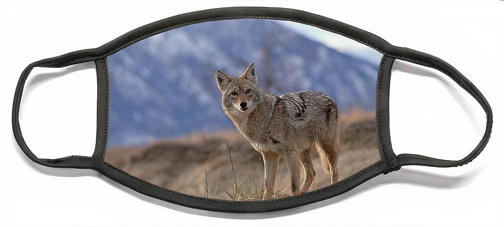 Feb0514 Face Mask featuring the photograph Coyote On Ridge Line Colorado by Konrad Wothe