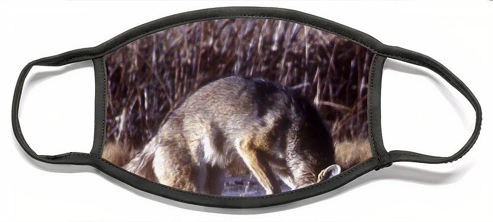 Bosque Face Mask featuring the photograph Coyote by Steven Ralser