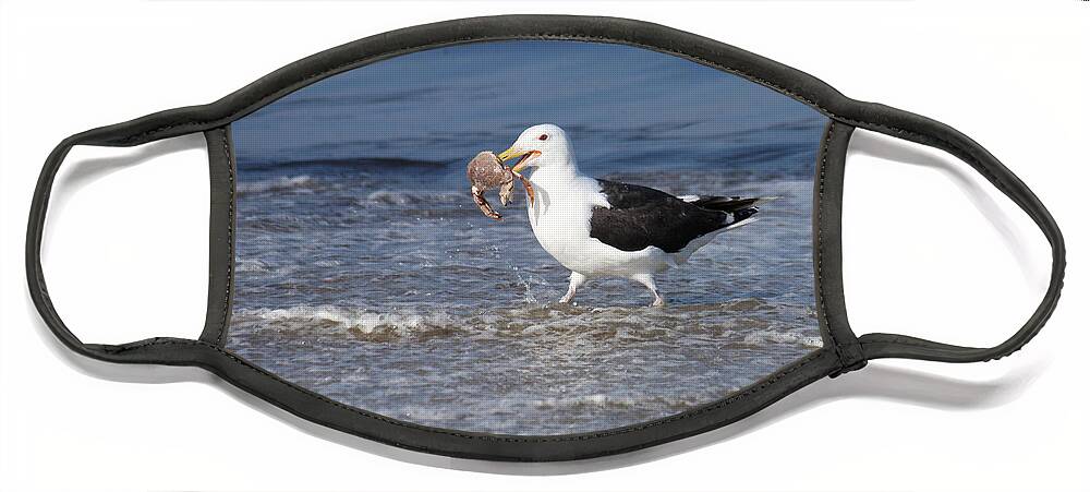 Seagull Face Mask featuring the photograph Crabs for Lunch by Jayne Carney