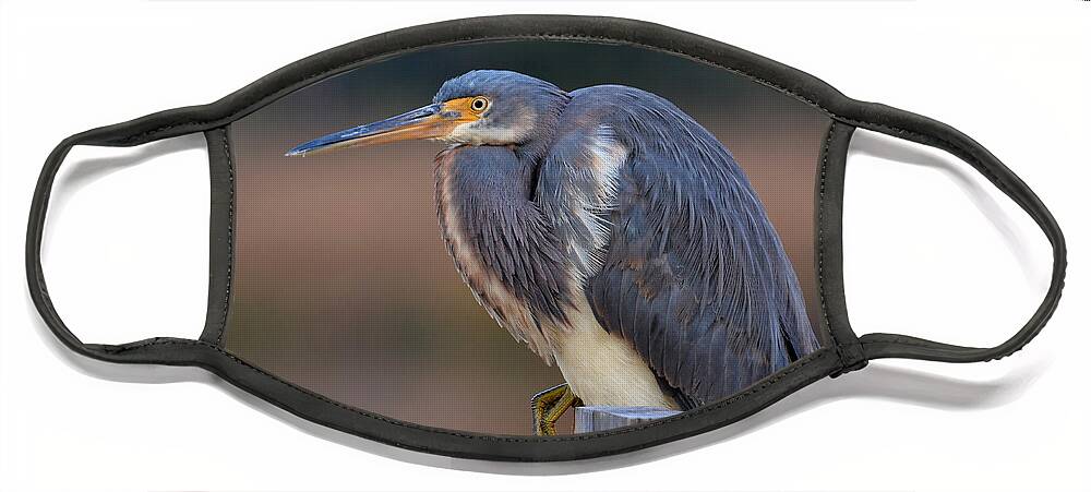 Birds Face Mask featuring the photograph Crouching Heron by Kathy Baccari
