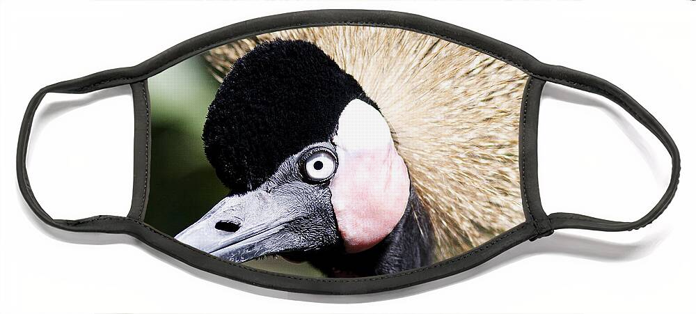 Heron Face Mask featuring the photograph Crowned Heron 2 by Pam Holdsworth