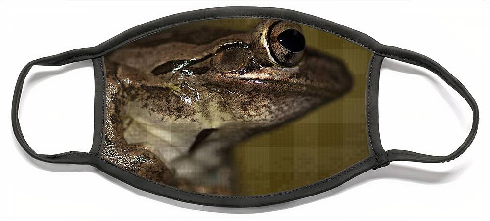 Cuban Treefrog Face Mask featuring the photograph Cuban Treefrog by Meg Rousher
