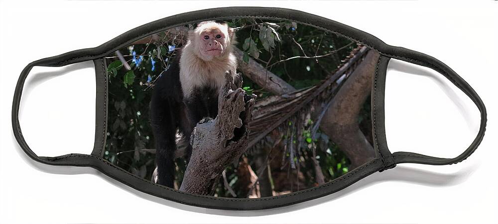 Capuchin Face Mask featuring the photograph Curious by Jessica Myscofski