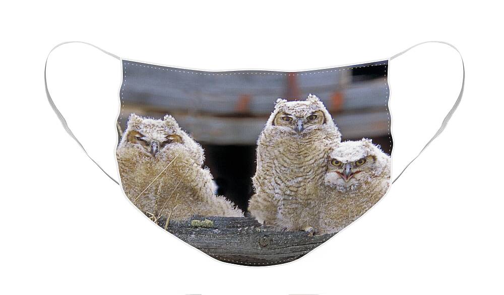 Great Horned Owls Face Mask featuring the photograph Curly Moe and Miss Congeniality by Gary Beeler