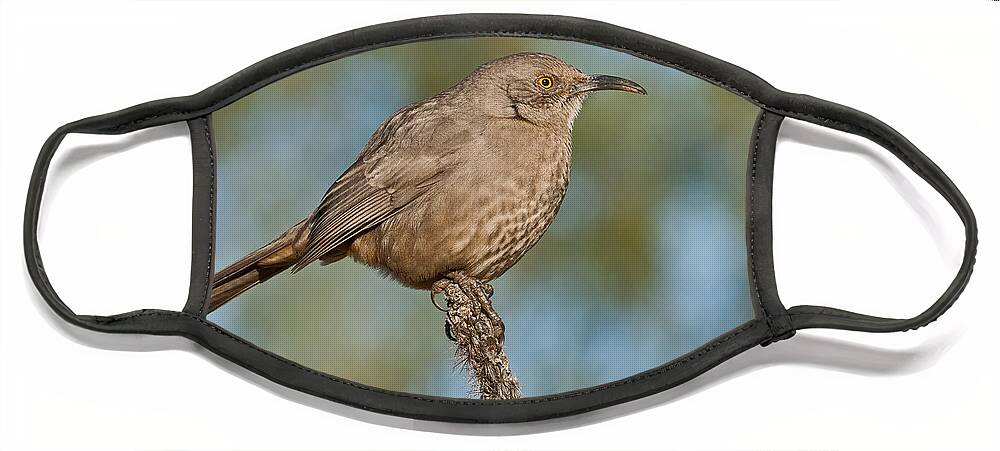 Animal Face Mask featuring the photograph Curve-Billed Thrasher by Jeff Goulden