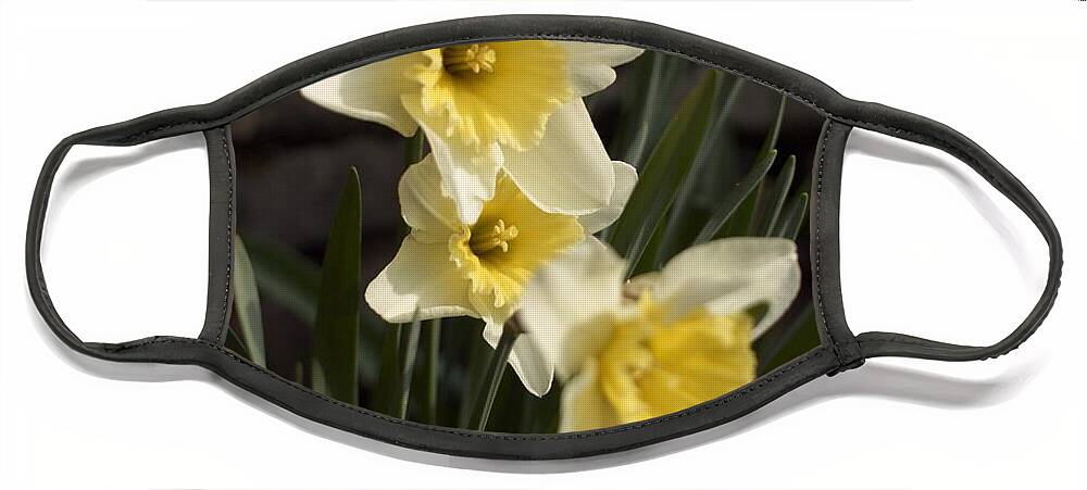 Daffodils Face Mask featuring the photograph Daffs by Steve Ondrus