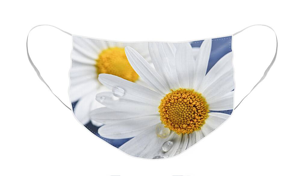 Flower Face Mask featuring the photograph Daisy flowers with water drops by Elena Elisseeva