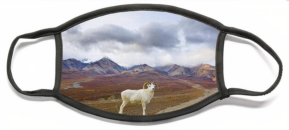 00440943 Face Mask featuring the photograph Dalls Sheep Ram Denali National Park by Yva Momatiuk John Eastcott
