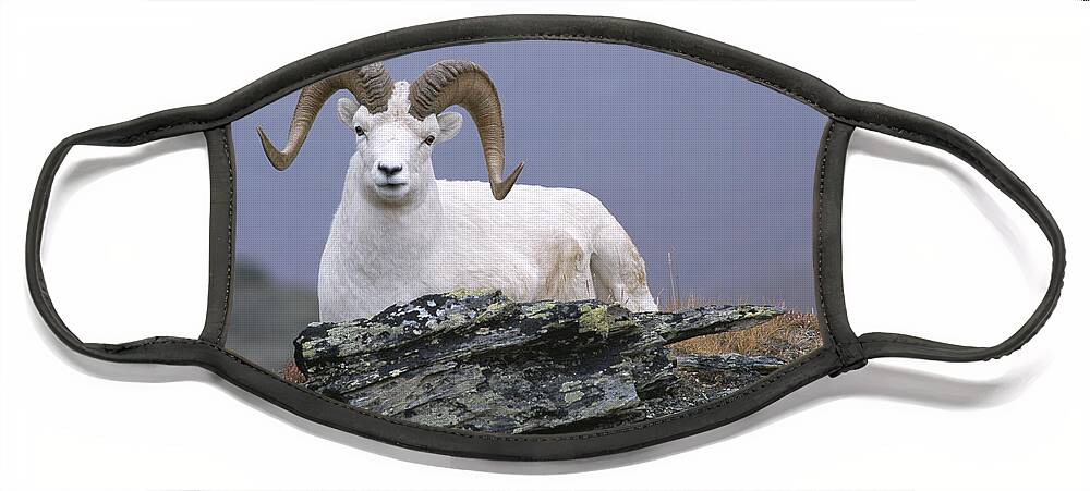 Feb0514 Face Mask featuring the photograph Dalls Sheep Ram Resting On Hillside by Michael Quinton