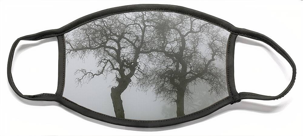 Dancing Oaks Face Mask featuring the photograph Dancing Oaks In Fog - Central California by Ram Vasudev