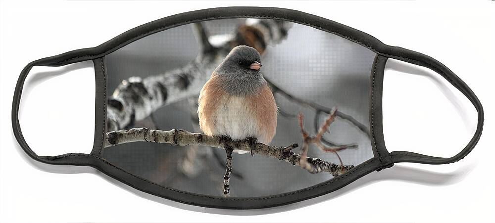 Dark-eyed Junco Face Mask featuring the photograph Dark-Eyed Junco by Shane Bechler