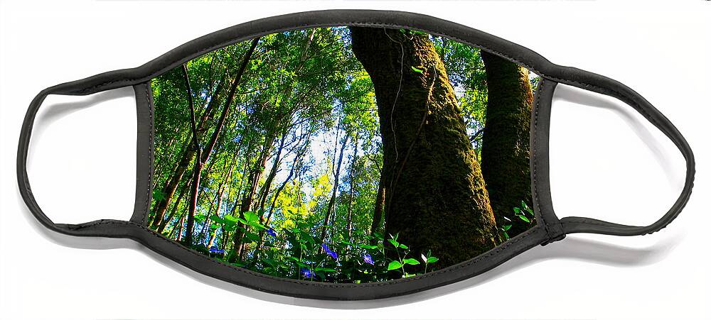 Forest Face Mask featuring the photograph Deep In The Forest by Derek Dean