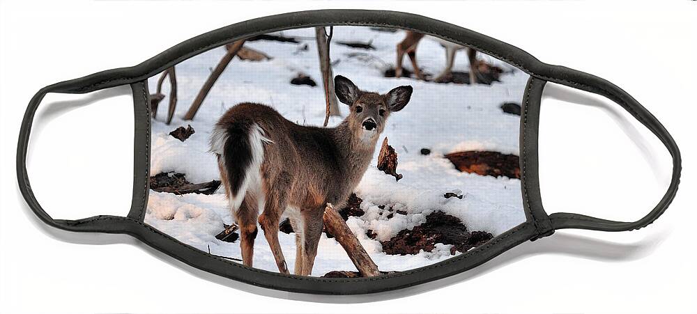 Deer Face Mask featuring the photograph Deer and Snow by Russel Considine