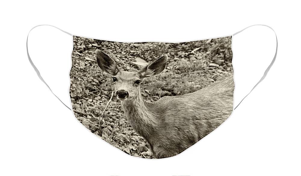 Animals Art Face Mask featuring the photograph Deer in Black and White by Melany Sarafis