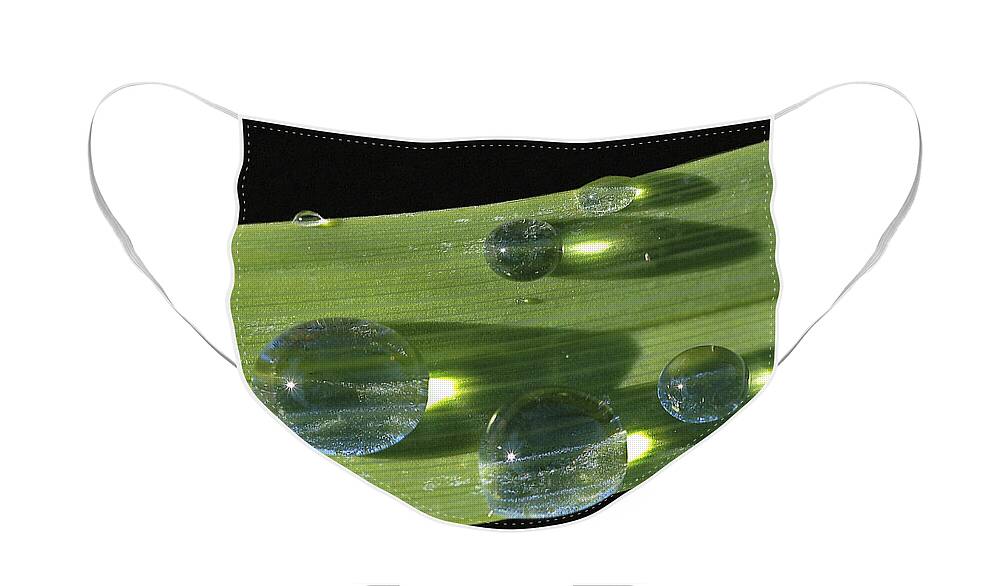 Drop Face Mask featuring the photograph Dew Drops On Leaf by Gary Slawsky