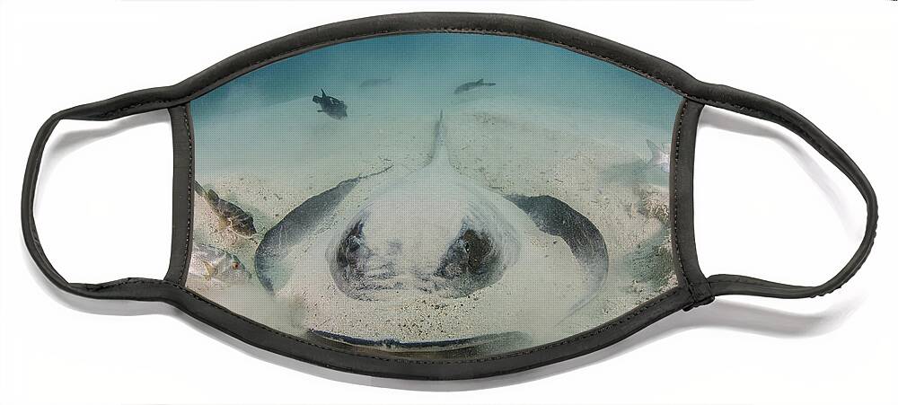 Pete Oxford Face Mask featuring the photograph Diamond Stingray Digging In Sand by Pete Oxford