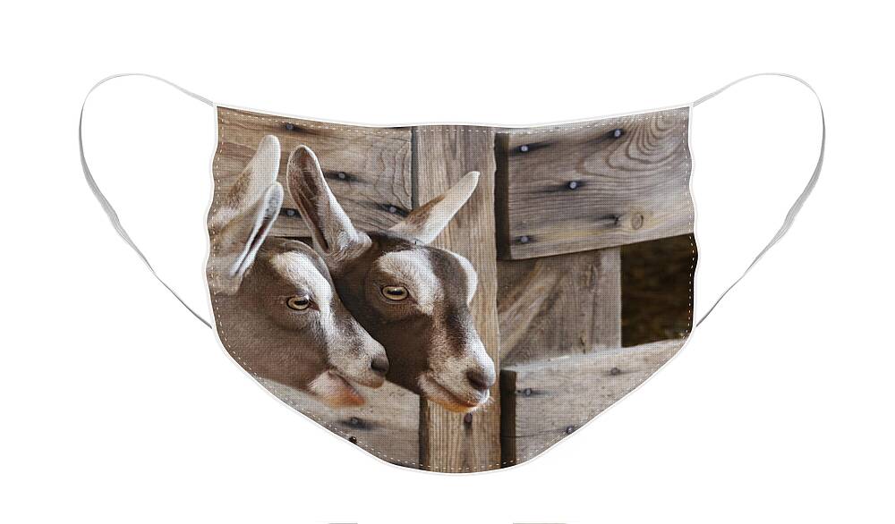Goats Face Mask featuring the photograph Did You Hear the Latest? by Patty Colabuono