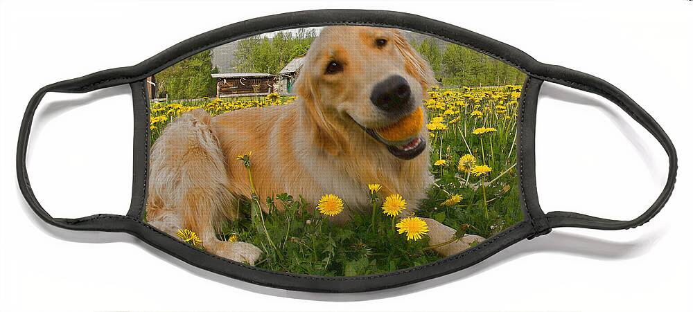Puppy Face Mask featuring the photograph Dog Ball and Dandelions by Allan Van Gasbeck