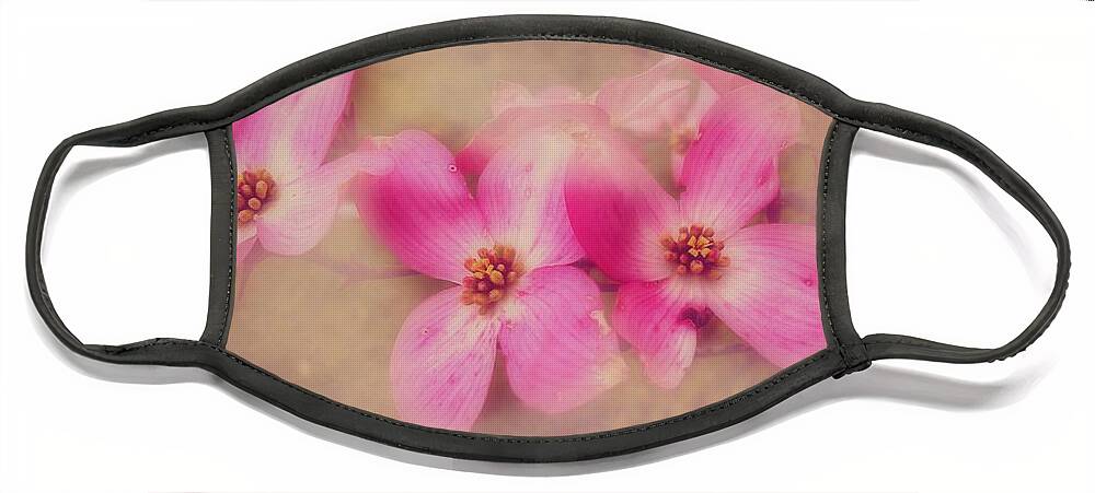 Dogwood Pink Bloom Face Mask featuring the photograph Dogwood Blossom Beauty by Peggy Franz