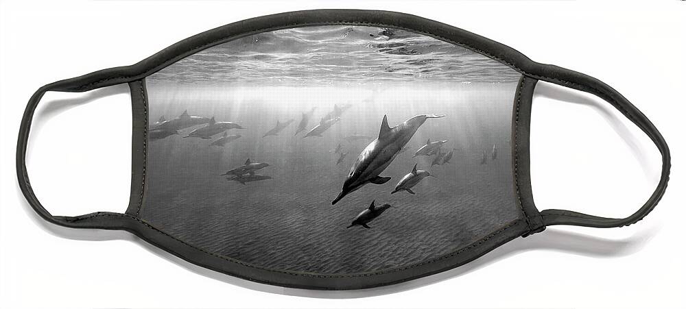 Group Face Mask featuring the photograph Dolphins at dawn by Artesub