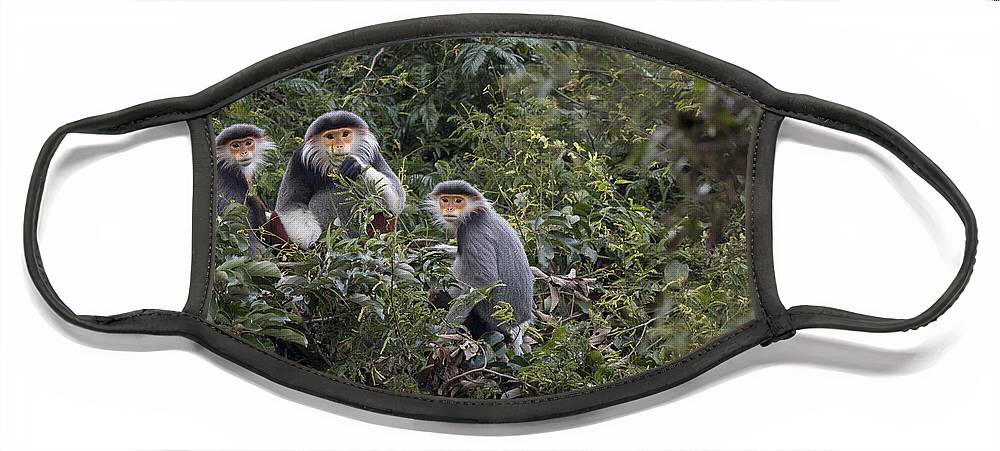 Cyril Ruoso Face Mask featuring the photograph Douc Langur Male And Females Vietnam by Cyril Ruoso