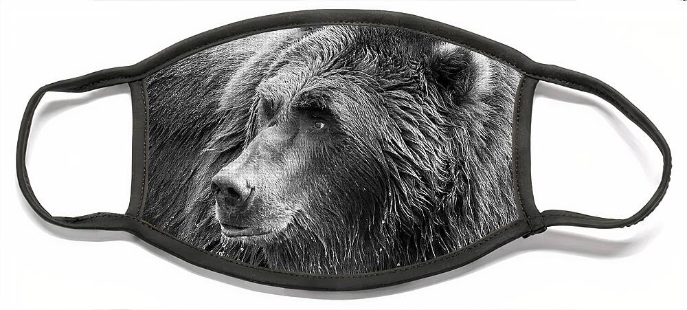 Griz Face Mask featuring the photograph Drinking Grizzly Bear Black and White by Steve McKinzie