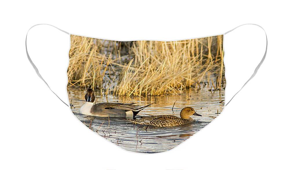 Ducks In A Row Face Mask featuring the photograph Ducks in a Row by Jean Noren