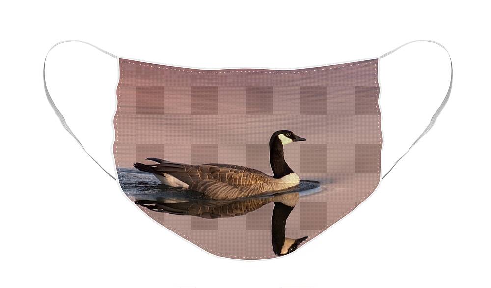 Canadian Goose Face Mask featuring the photograph Early Morning Swim by Jon Ares