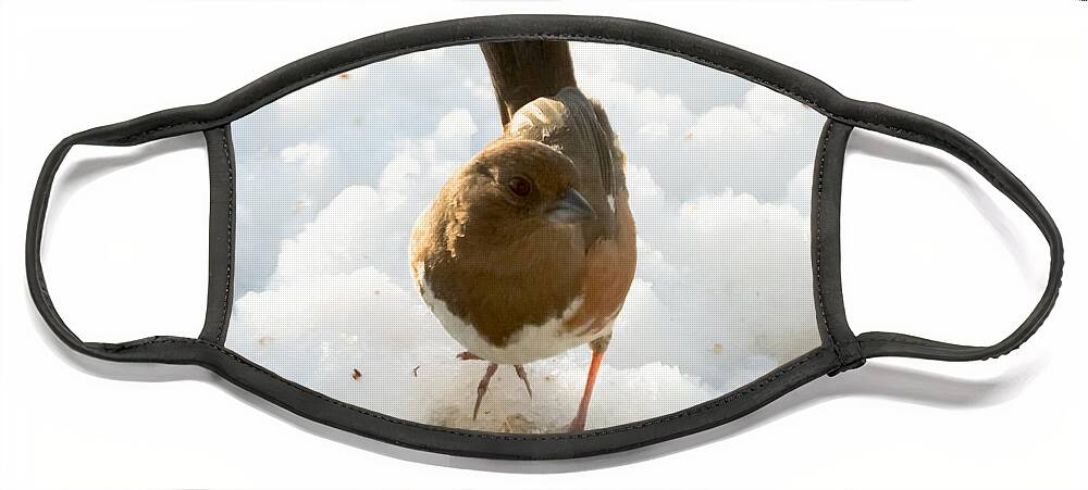 Rufous-sided Towhee Face Mask featuring the photograph Eastern Towhee Poses for Photograph by Holden The Moment