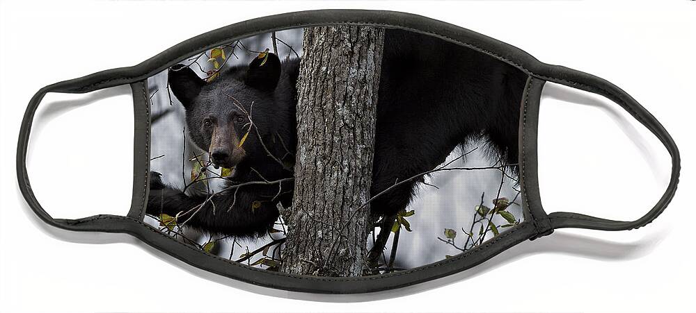 Black Bear Face Mask featuring the photograph Eating Berries by Ronald Lutz