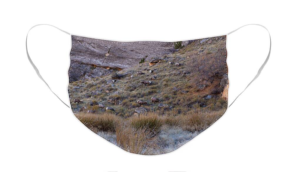 Echo Park Face Mask featuring the photograph Echo Park Big Horns by Joshua House