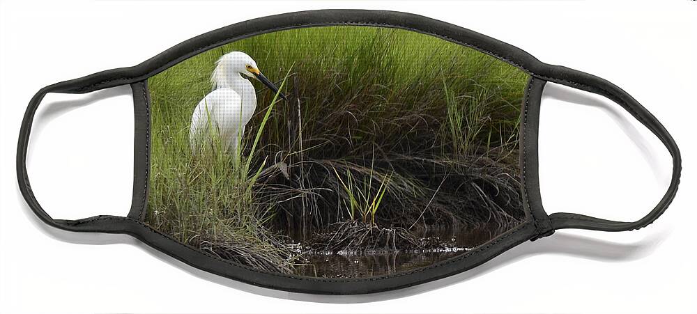Egret Face Mask featuring the photograph Egret by Terry DeLuco