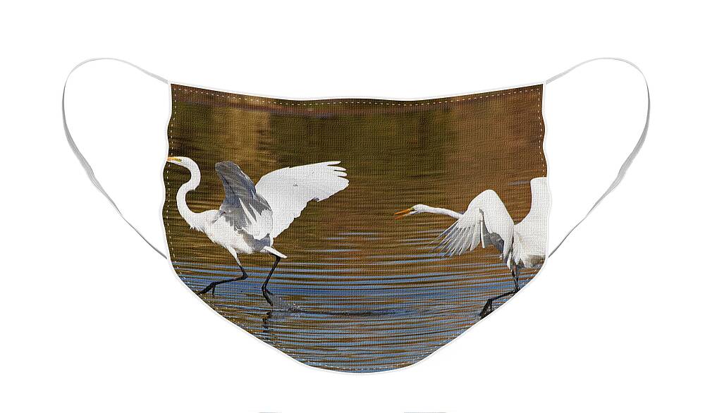 Egrets Playing Chase Face Mask featuring the photograph Egrets Playing Chase by Tom Janca
