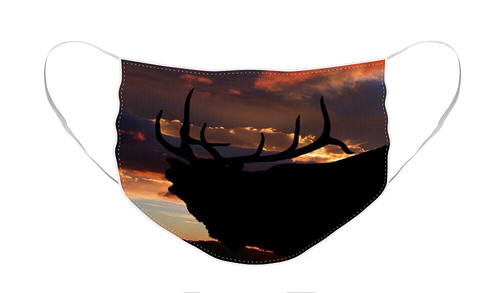 Elk Face Mask featuring the photograph Elk At Sunset by Shane Bechler