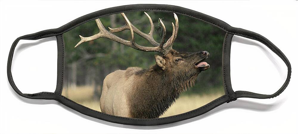 Feb0514 Face Mask featuring the photograph Elk Bull Bugling During Rut Yellowstone by Michael Quinton