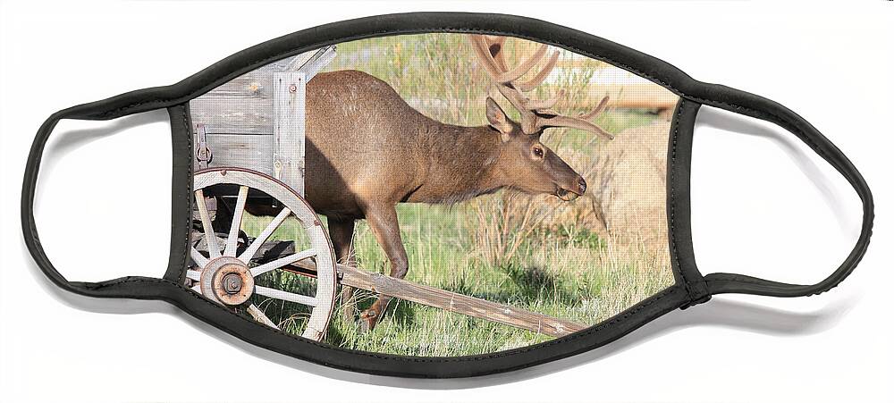 Elk Face Mask featuring the photograph Elk Drawn Carriage by Shane Bechler
