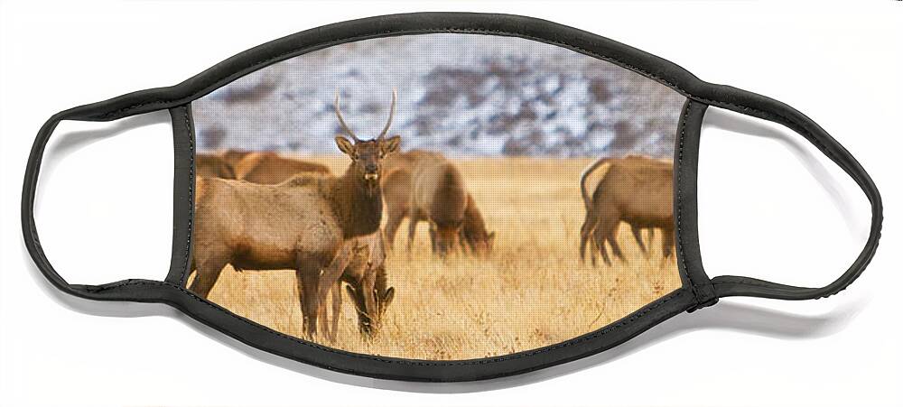 Elk Face Mask featuring the photograph Elk Herd Colorado Foothills Plains Panorama by James BO Insogna