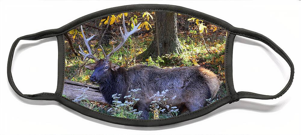 Landscape Face Mask featuring the photograph Elk in Autumn Meadow by Peggy Franz