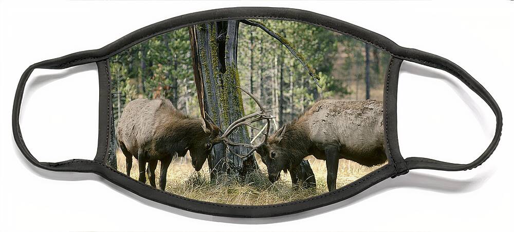 Feb0514 Face Mask featuring the photograph Elks Sparring Yellowstone Np Wyoming by Michael Quinton