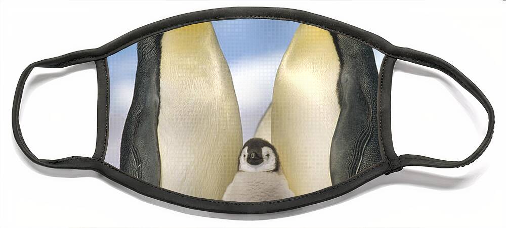 Feb0514 Face Mask featuring the photograph Emperor Penguin Parents With Chicks by Konrad Wothe