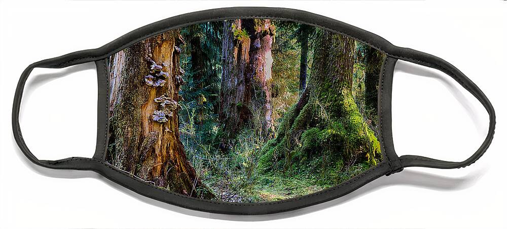 Tree Face Mask featuring the photograph Enchanted Forest by Robert Woodward