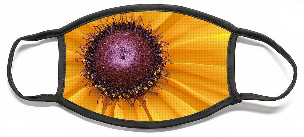 Black-eyed Susan Face Mask featuring the photograph Encouragement by Patty Colabuono