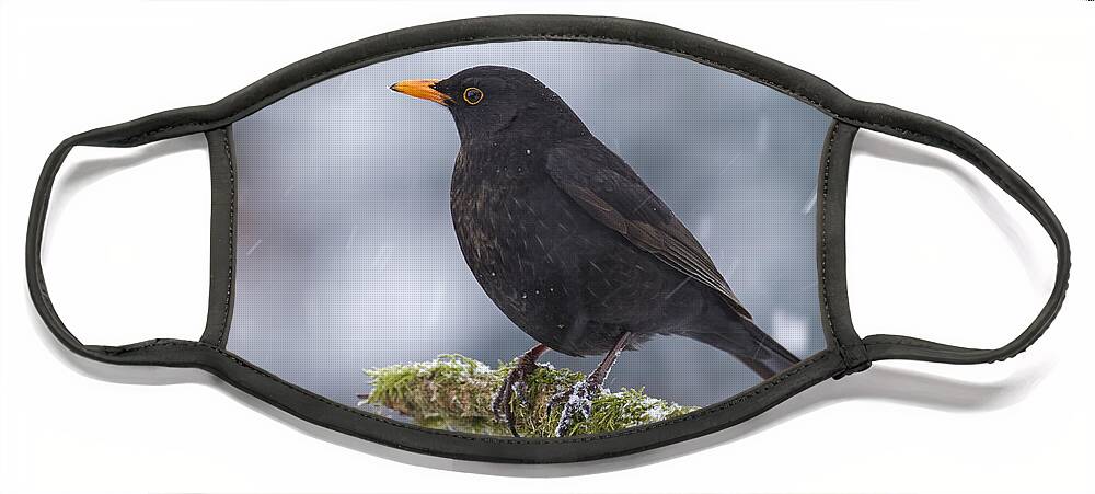 Nis Face Mask featuring the photograph Eurasian Blackbird And Snowfall Germany by Helge Schulz