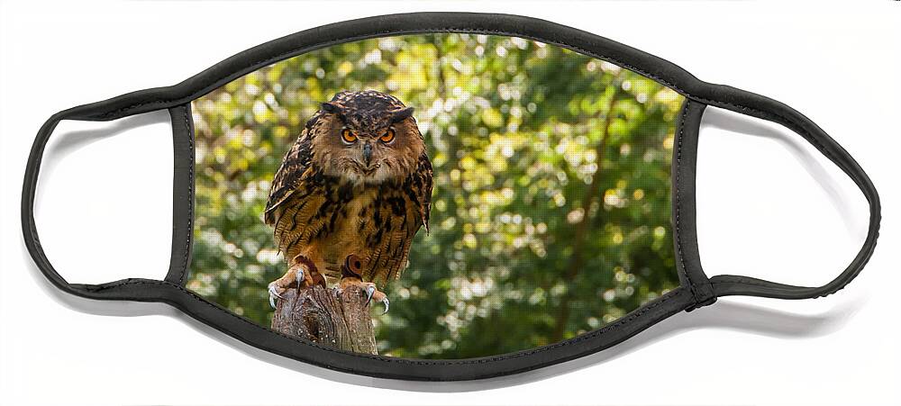 Owl Face Mask featuring the photograph Eurasian Eagle Owl by Anthony Sacco