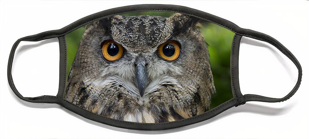 San Diego Zoo Face Mask featuring the photograph Eurasian Eagle-owl by San Diego Zoo