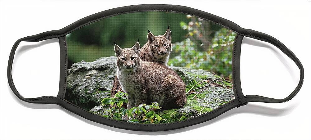 00192413 Face Mask featuring the photograph Eurasian Lynx Pair by Konrad Wothe