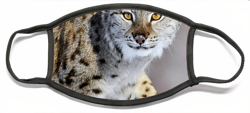 Mp Face Mask featuring the photograph Eurasian Lynx Walking by Jasper Doest