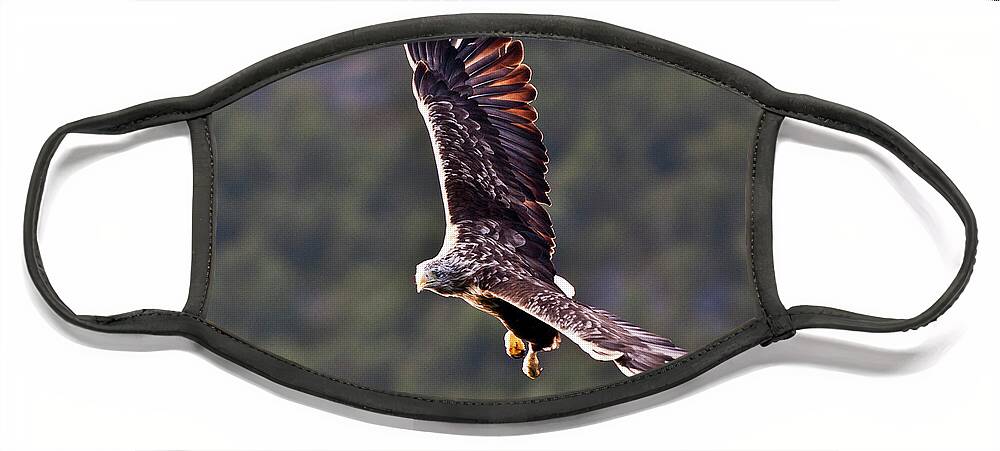 White_tailed Eagle Face Mask featuring the photograph European Flying Sea Eagle 4 by Heiko Koehrer-Wagner