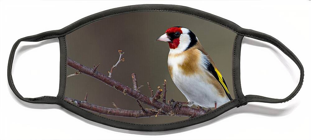 Goldfinch Face Mask featuring the photograph European Goldfinch by Torbjorn Swenelius